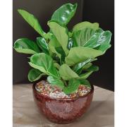 琴葉榕(桌上型)