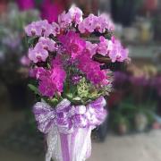 八株雙色蘭花組合盆