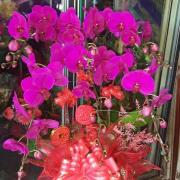 六株粉色蘭花組合盆