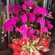 七株粉色蘭花組合盆