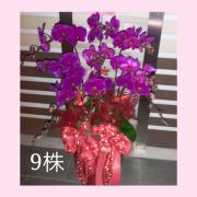 九株粉色蘭花組合盆