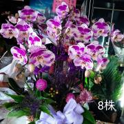 八株粉色蘭花組合盆