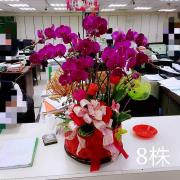 8株粉色蘭花盆景-台中