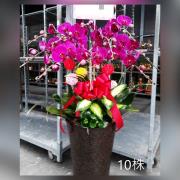 10株粉色蘭花盆景(台中)