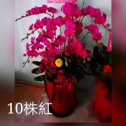 10株紅色蘭花盆景(台中)A款