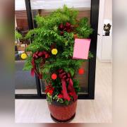 大型福祿桐樹盆裁(台中)