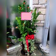 金錢樹盆裁(台中)