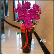 6株蘭花盆景(粉)-台中