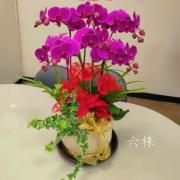 6株粉色蘭花桌上型盆景(台中)