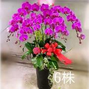 喜氣洋洋六株蘭花盆栽(粉)