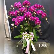 喜氣洋洋十株蘭花盆栽(粉)