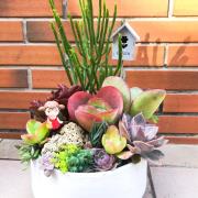 綜合多肉植物盆栽