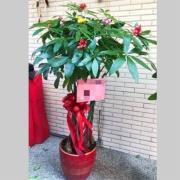 發財樹盆栽