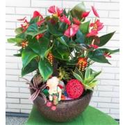 火鶴綜合植物盆栽