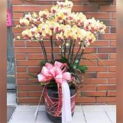 藝術蘭花盆景D款