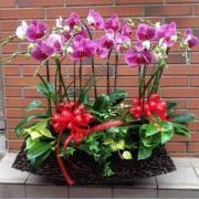 藝術蘭花盆景F款