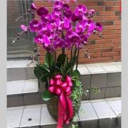 藝術蘭花盆景E款