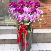 藝術蘭花盆景E款