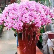 藝術蘭花盆景C款