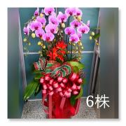 6株喜慶蘭花盆景A款