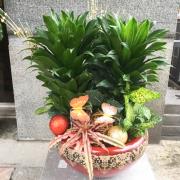 阿波羅鐵樹盆景