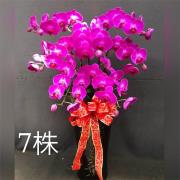七株蘭花盆景(粉)