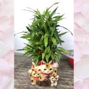 開運竹盆栽