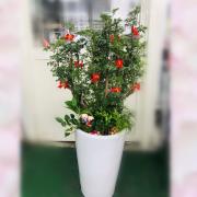 密葉福祿桐盆栽