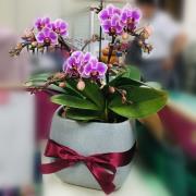 桌上型蘭花B款