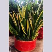 虎尾蘭盆栽