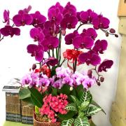 桌上型蘭花C款