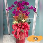 喜慶七株蘭花盆景