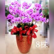 喜慶八株蘭花盆景