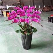 15株蘭花盆景(粉) -雲林