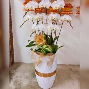 9株高雅蘭花(白)