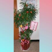 細葉百合竹盆栽