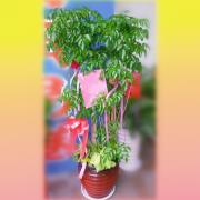 進財樹盆栽