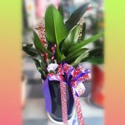 泡泡蔓綠絨盆栽