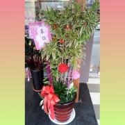 黃邊百合竹盆栽