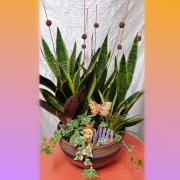 虎尾蘭桌上型盆栽