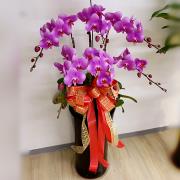 六株典雅蘭花(粉色)