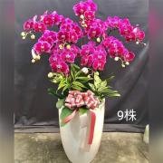 9株典雅蘭花(粉色)