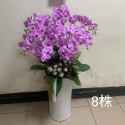 八株典雅蘭花(粉色)