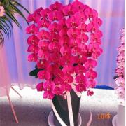 10株典雅蘭花(粉色)