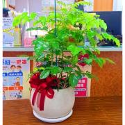 金旺樹(桌上型)