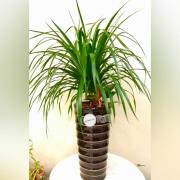 喜慶祝賀盆景A款