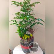 喜慶祝賀盆景D款