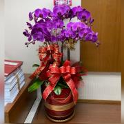 6 株蝴蝶蘭盆栽-1