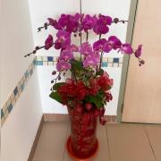 7 株蝴蝶蘭盆栽