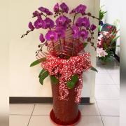 8 株蝴蝶蘭盆栽